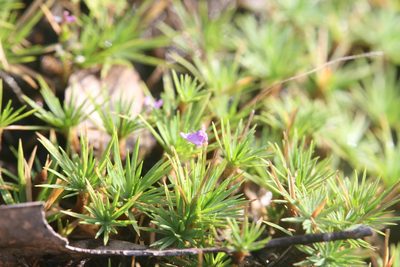 Utricularia caerulea, photographed by Hugo Innes