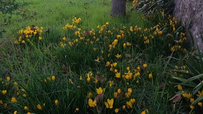Sternbergia lutea, photographed by Serena De Santis