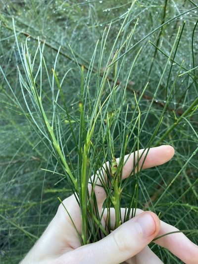 Viminaria juncea, photographed by Thomas Mesaglio