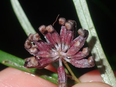 Grevillea diffusa, photographed by Thomas Mesaglio