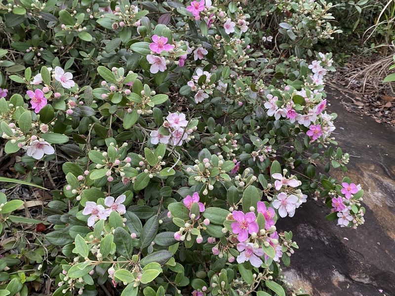 Rhodomyrtus tomentosa, photographed by 古淑玲