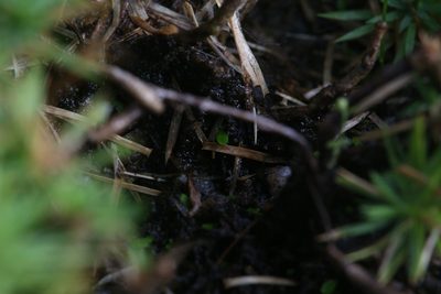 Utricularia uliginosa, photographed by Hugo Innes