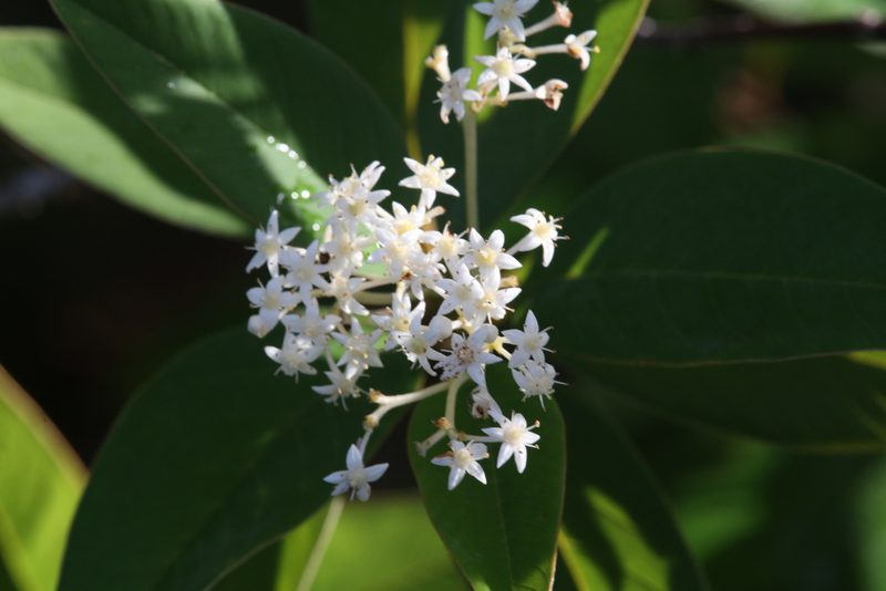 Pomaderris tropica, photographed by Hugo Innes