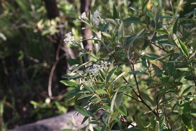 Pomaderris tropica, photographed by Hugo Innes