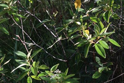 Pomaderris tropica, photographed by Hugo Innes