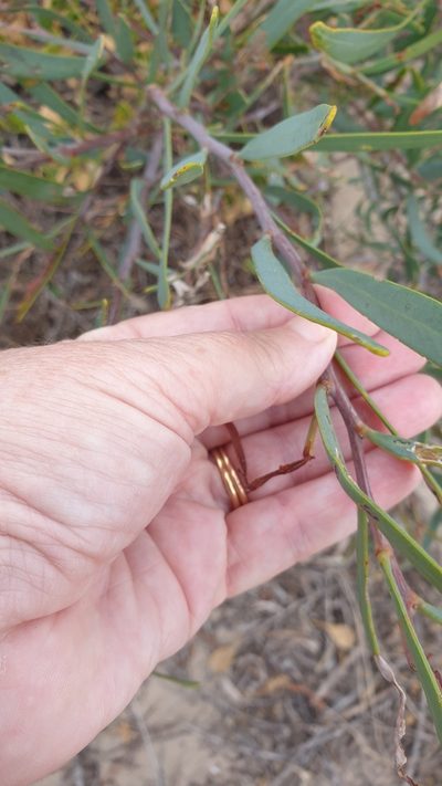 Acacia cupularis, photographed by Rosalie Lawrence