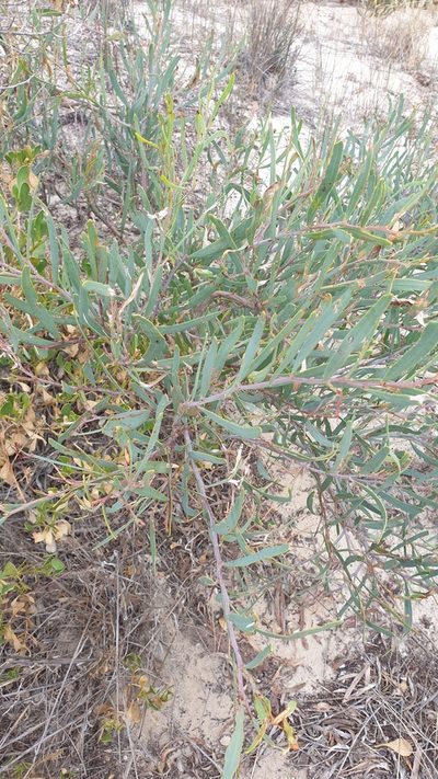 Acacia cupularis, photographed by Rosalie Lawrence