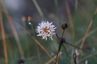 Borya septentrionalis, photographed by Hugo Innes