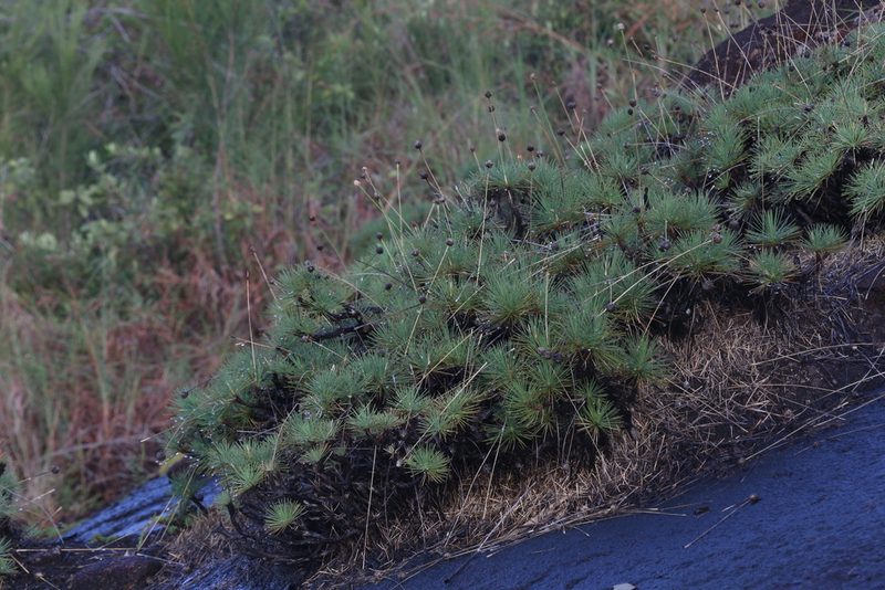 Borya septentrionalis, photographed by Hugo Innes