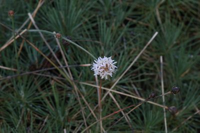 Borya septentrionalis, photographed by Hugo Innes