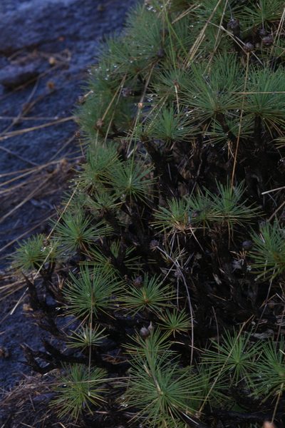 Borya septentrionalis, photographed by Hugo Innes