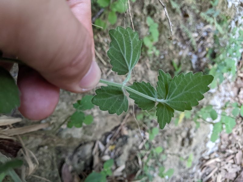 Leucas chinensis, photographed by 潘立傑 LICHIEH_PAN