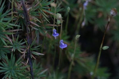 Utricularia uliginosa, photographed by Hugo Innes