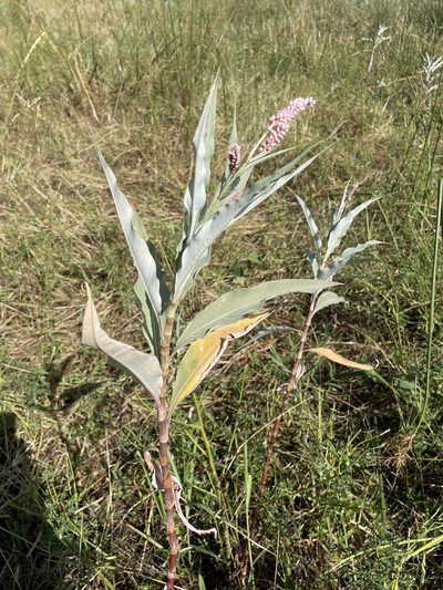Persicaria senegalensis, photographed by Robert Taylor