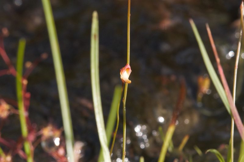 Utricularia chrysantha, photographed by Hugo Innes