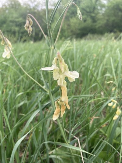 Lathyrus pannonicus, photographed by Stanislav Murashkin