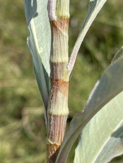 Persicaria senegalensis, photographed by Robert Taylor