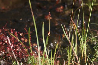 Utricularia chrysantha, photographed by Hugo Innes