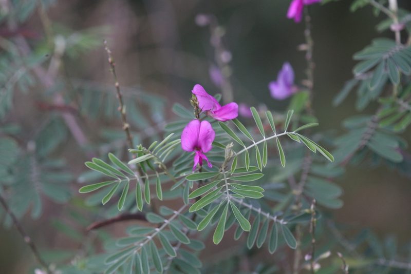 Tephrosia astragaloides, photographed by Hugo Innes