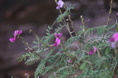 Tephrosia astragaloides, photographed by Hugo Innes
