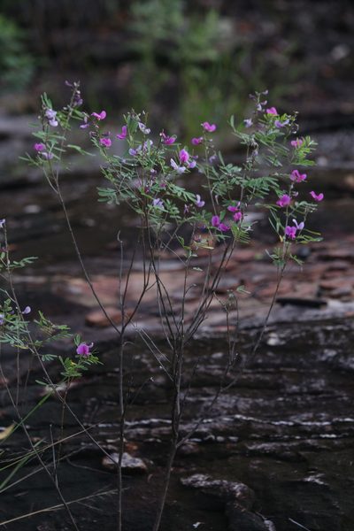 Tephrosia astragaloides, photographed by Hugo Innes