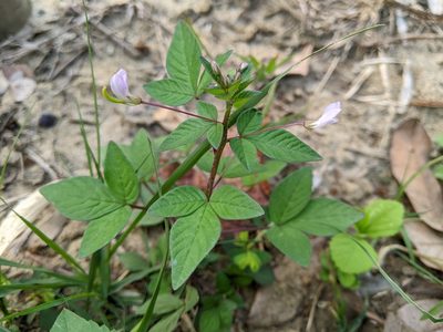 Cleome rutidosperma, photographed by 潘立傑 LICHIEH_PAN