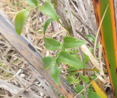 Asparagus asparagoides, photographed by Rosalie Lawrence