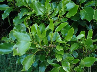 Griselinia littoralis, photographed by Shaun