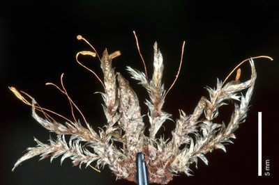 Hampeella pallens, photographed by Peter de Lange