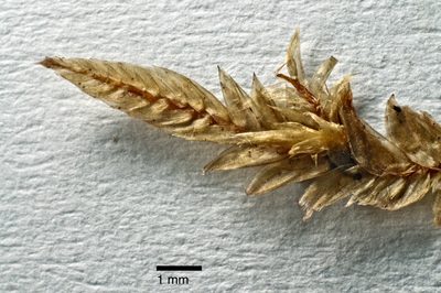 Hampeella pallens, photographed by Peter de Lange