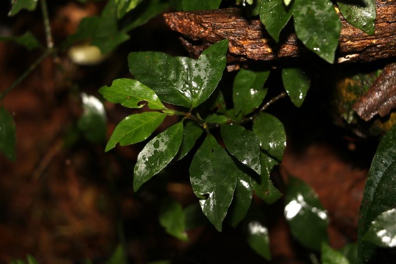 Psychotria simmondsiana, photographed by Greg Tasney