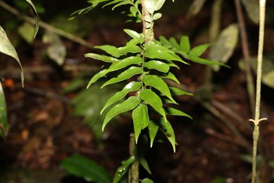 Arthropteris tenella, photographed by Greg Tasney