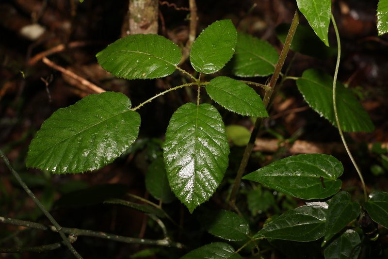 Rubus moorei, photographed by Greg Tasney