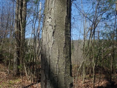 Betula lenta, photographed by Lynn Harper