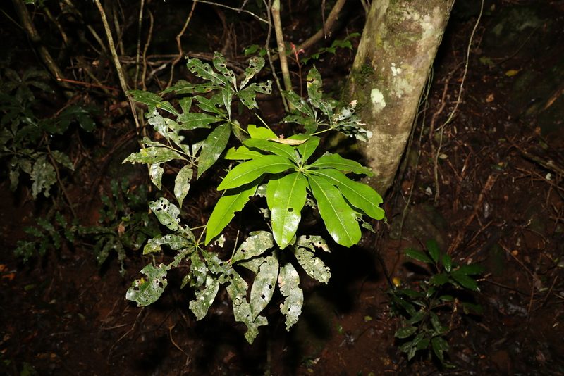 Heritiera actinophylla, photographed by Greg Tasney