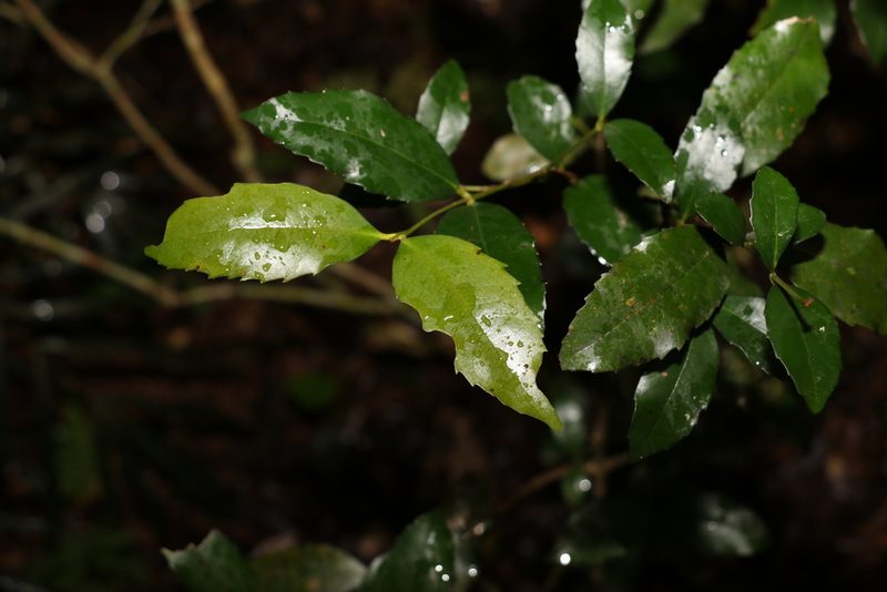 Doryphora sassafras, photographed by Greg Tasney