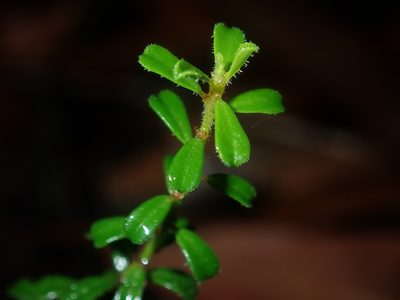 Phyllanthus hirtellus, photographed by Thomas Mesaglio