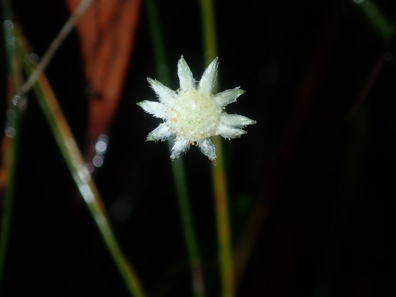 Actinotus minor, photographed by Thomas Mesaglio