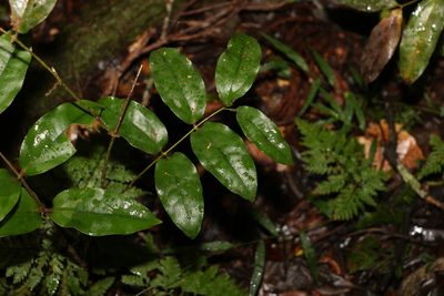 Ripogonum elseyanum, photographed by Greg Tasney