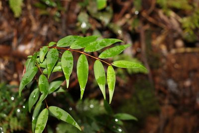 Pilidiostigma glabrum, photographed by Greg Tasney