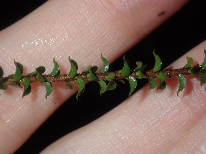 Epacris microphylla, photographed by Thomas Mesaglio