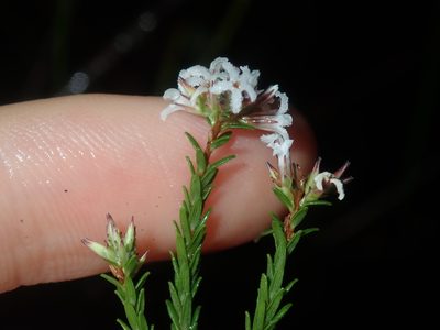 Leucopogon microphyllus, photographed by Thomas Mesaglio