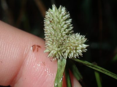 Cyperus sesquiflorus