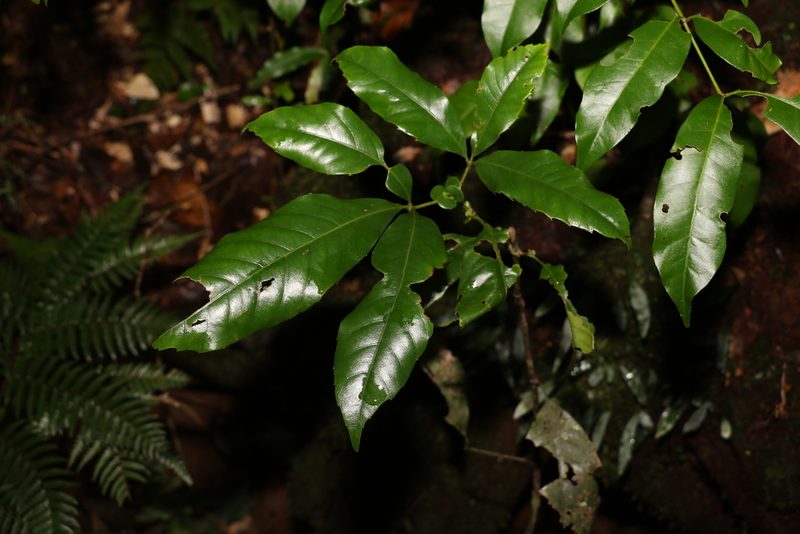 Karrabina benthamiana, photographed by Greg Tasney