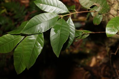 Lenwebbia prominens, photographed by Greg Tasney