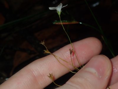 Mitrasacme polymorpha, photographed by Thomas Mesaglio