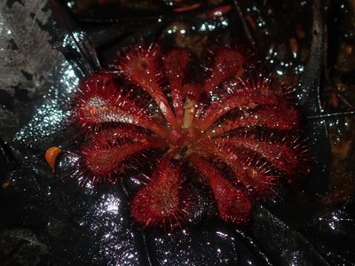 Drosera spatulata, photographed by Thomas Mesaglio