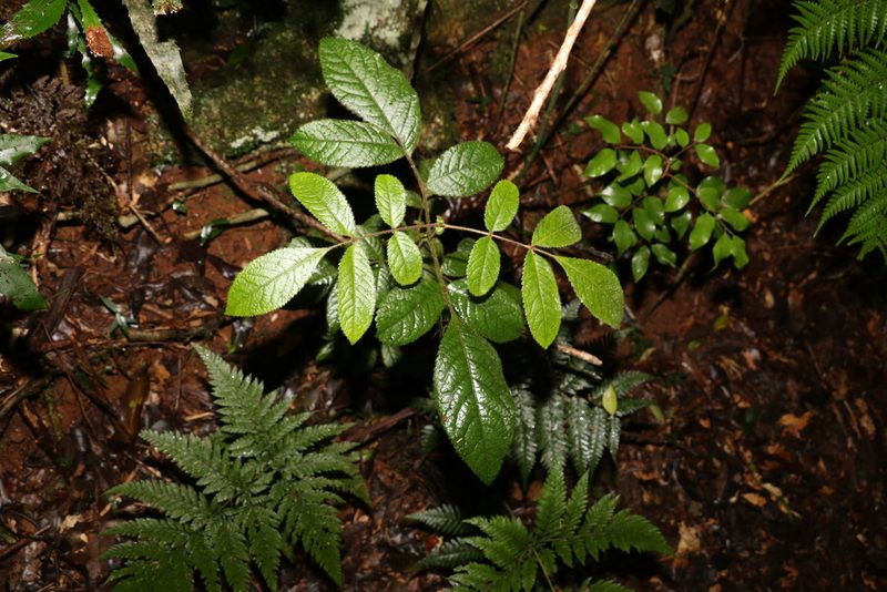 Ackama paniculosa, photographed by Greg Tasney