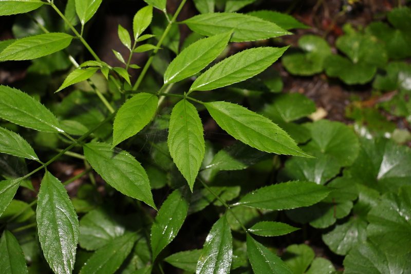 Sambucus australasica, photographed by Greg Tasney