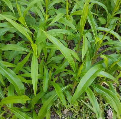 Solidago gigantea, photographed by Michael Hansen